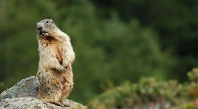 Marmotta Vs Marmotta: 6 differenze spiegate
