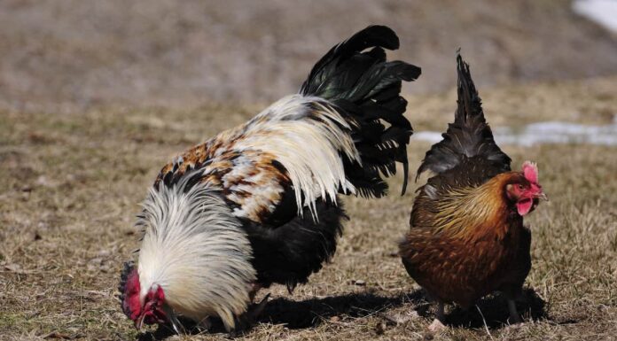 Gallo contro pollo: qual è la differenza?
