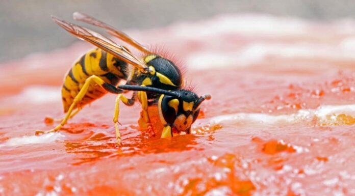 Wasp vs Yellow Jacket: spiegate 5 differenze chiave
