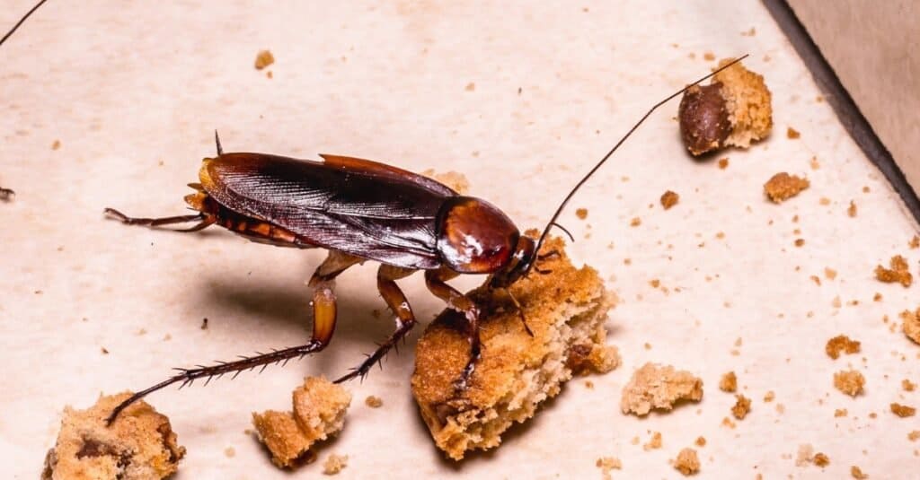 Cosa mangiano gli scarafaggi