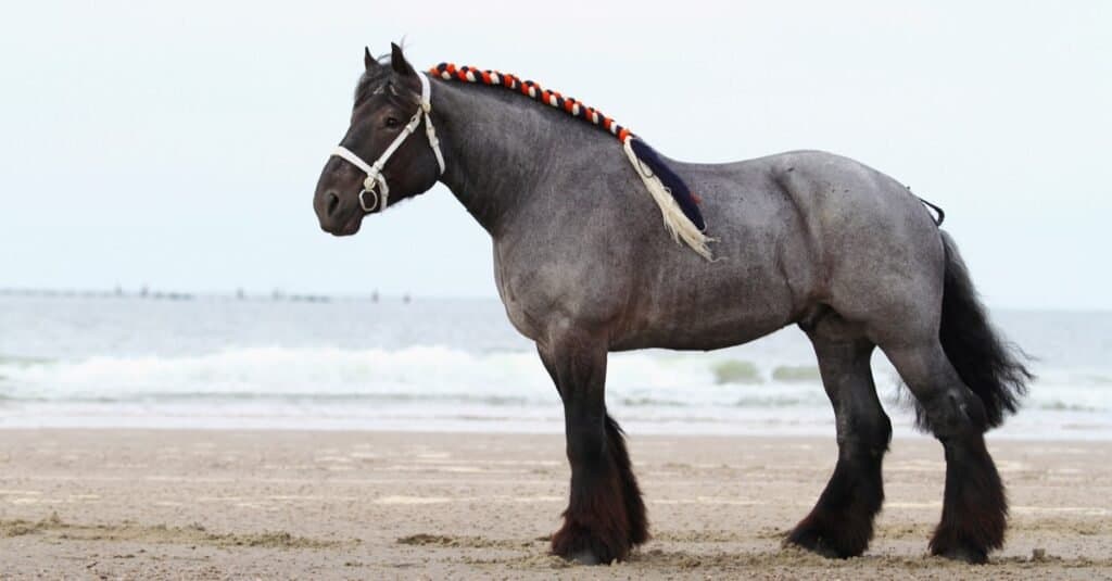 I cavalli più alti - Tiro olandese