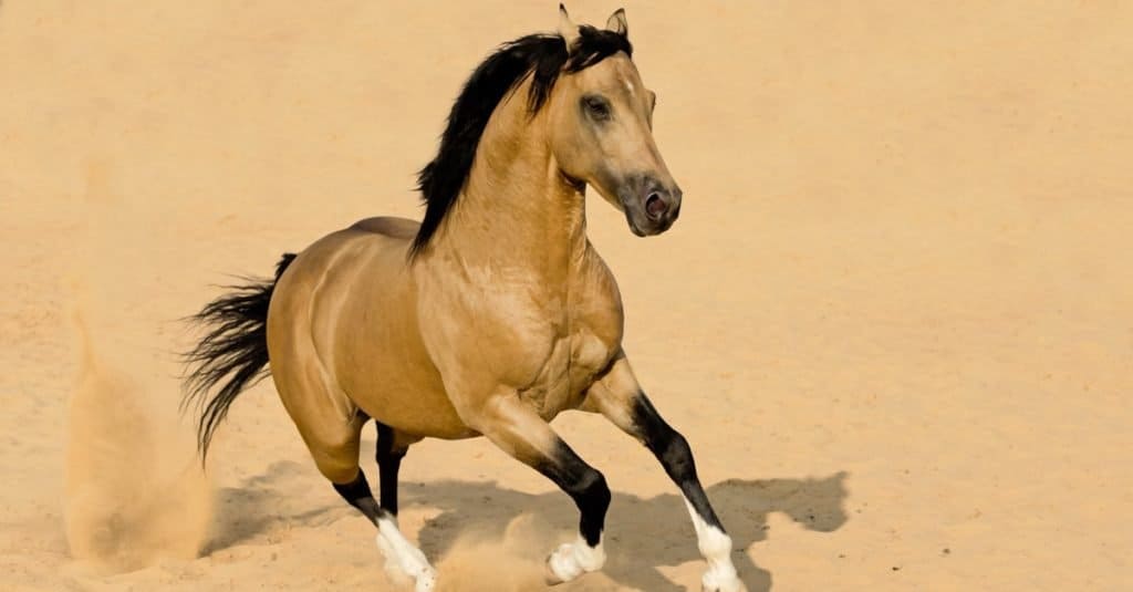 Quanto tempo vivono i cavalli: American Quarter Horse