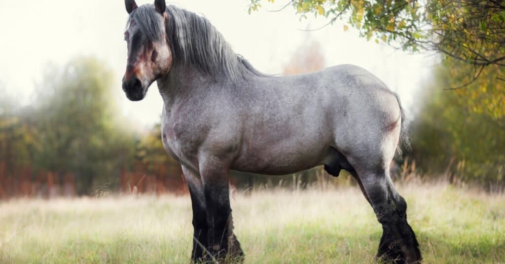 I migliori cavalli - Cavallo da tiro belga