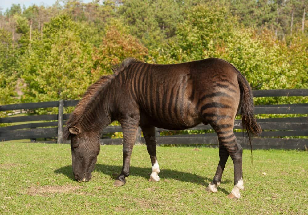 zorse (Equus zebra x Equus caballus) - ibrido animale zebra e cavallo