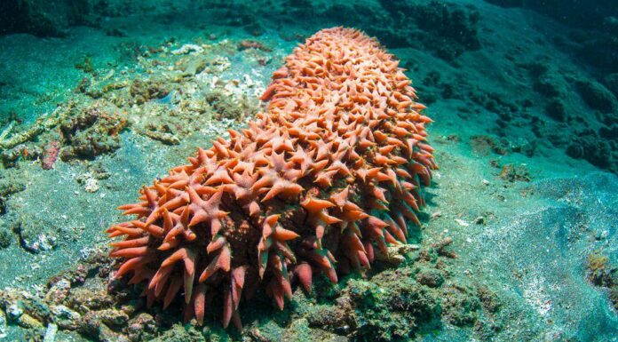 What Do Sea Cucumbers Eat