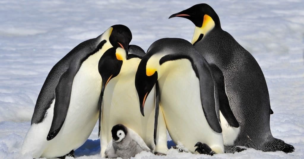 Fatti sugli animali: pinguini
