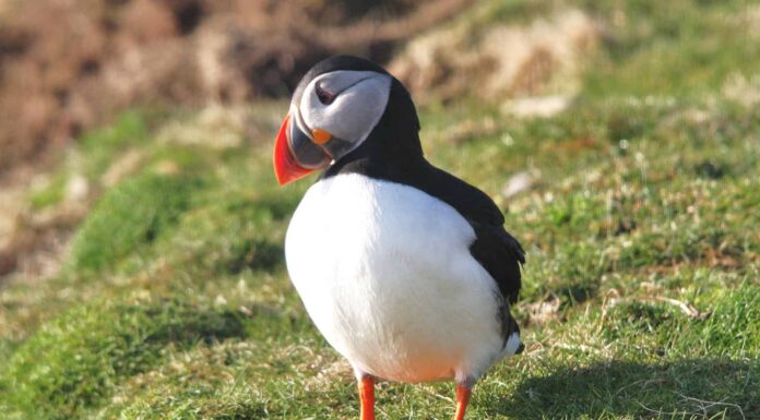 Puffin vs Pinguino: quali sono le differenze?
