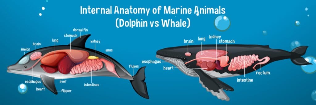 Cervello di delfino vs cervello umano - diagramma del cervello di delfino e balena 