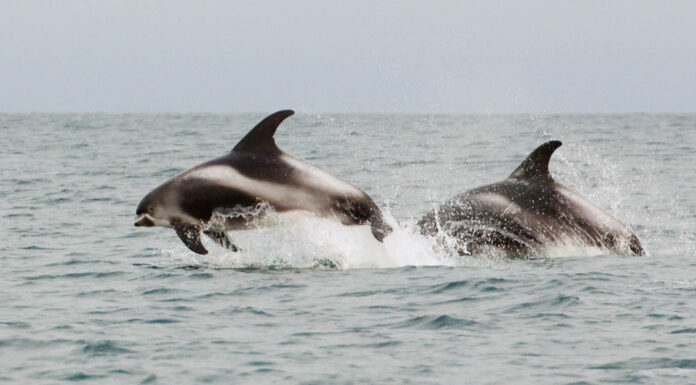 Delfino contro balena: quali sono le differenze?
