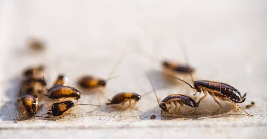 colonia di piccoli scarafaggi