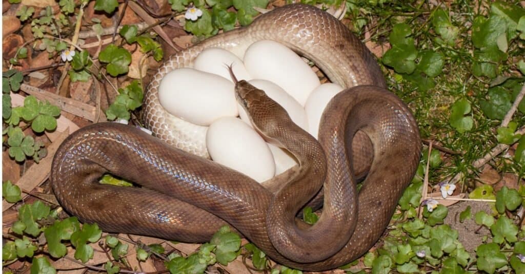uova di serpente contro uova di lucertola