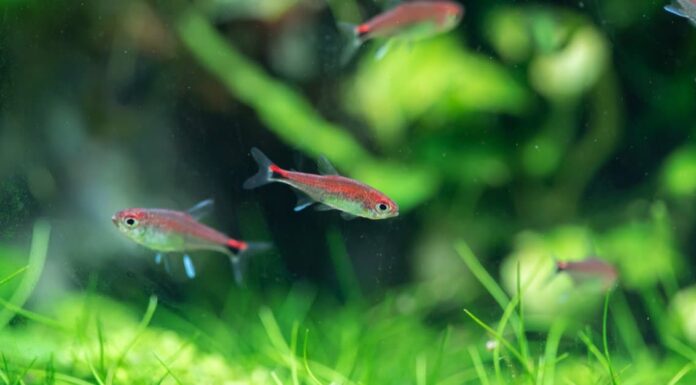  Cosa mangiano i Neon Tetras?  Una guida alla loro dieta
