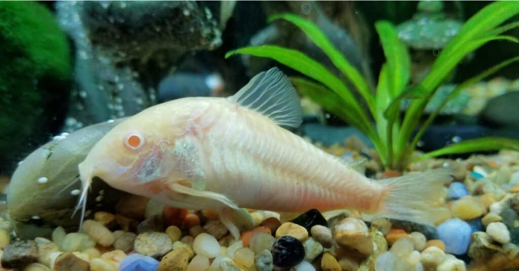 albino-corydora-pesce