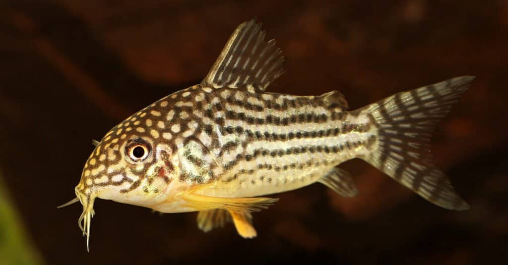 pesce gatto cory in acquario