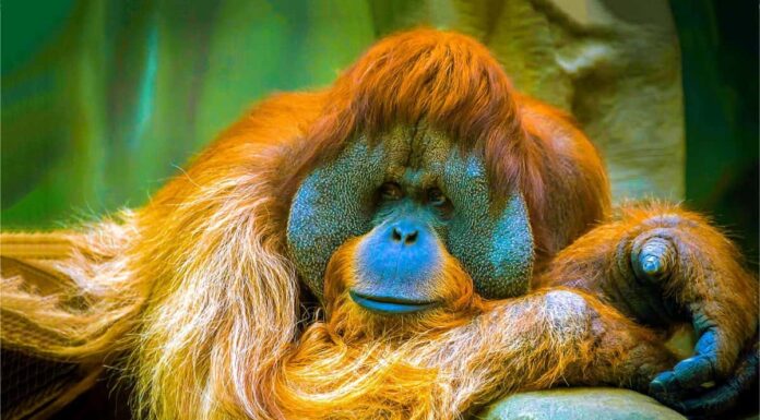 Cosa mangiano gli oranghi?
