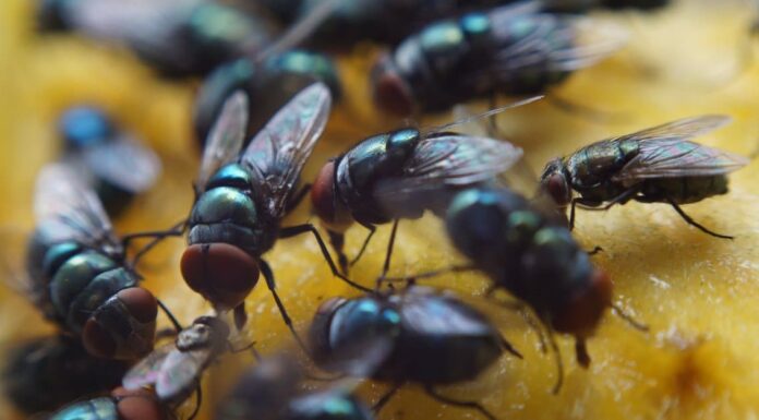 Housefly vs Horsefly