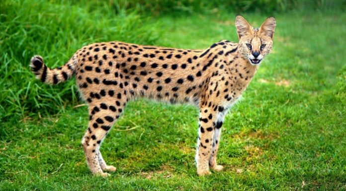 I gatti Serval sono buoni animali domestici?
