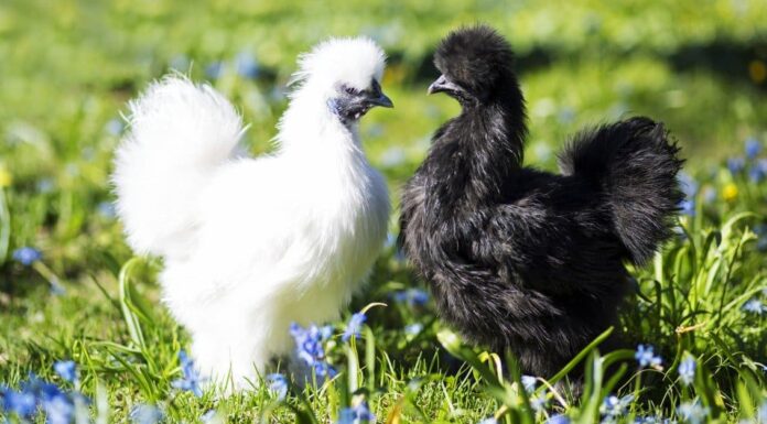 Silkie Hen vs Gallo: quali sono le differenze?
