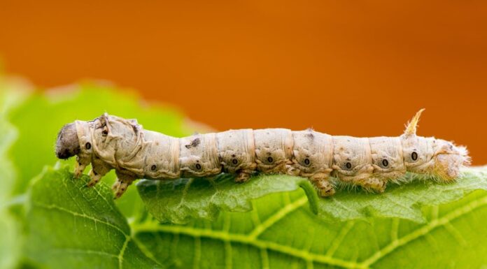 What Do Silkworms Eat