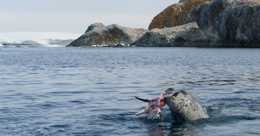 Denti di foca leopardo - Mangiare foca leopardo