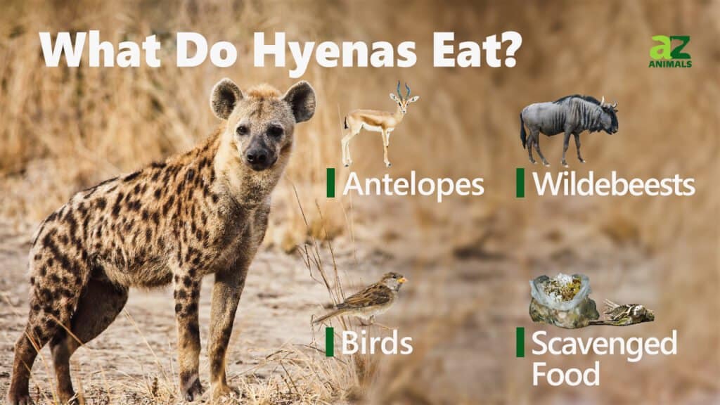 Cosa mangiano le iene