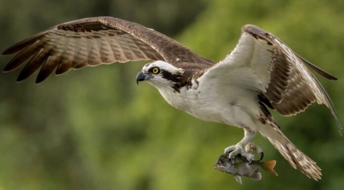 Osprey vs Eagle: quali sono le differenze?
