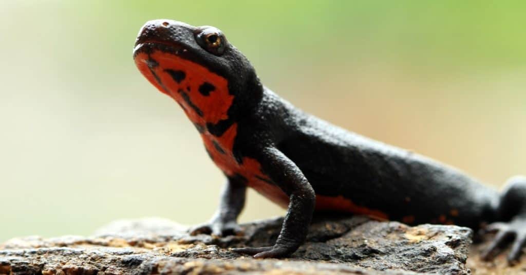 Salamandra pezzata con pancia rossa seduta su legno.