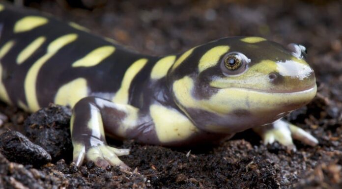 Le salamandre sono velenose o pericolose?
