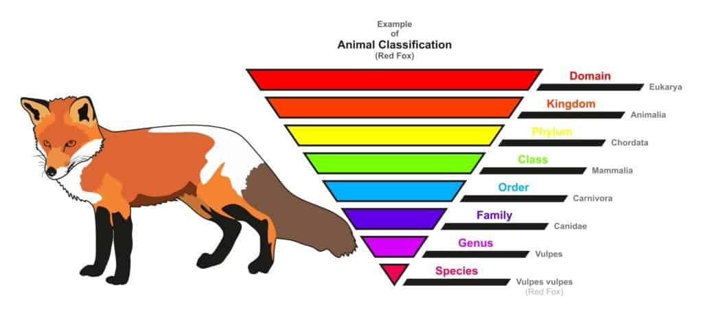 Gli orsi sono imparentati con i cani?