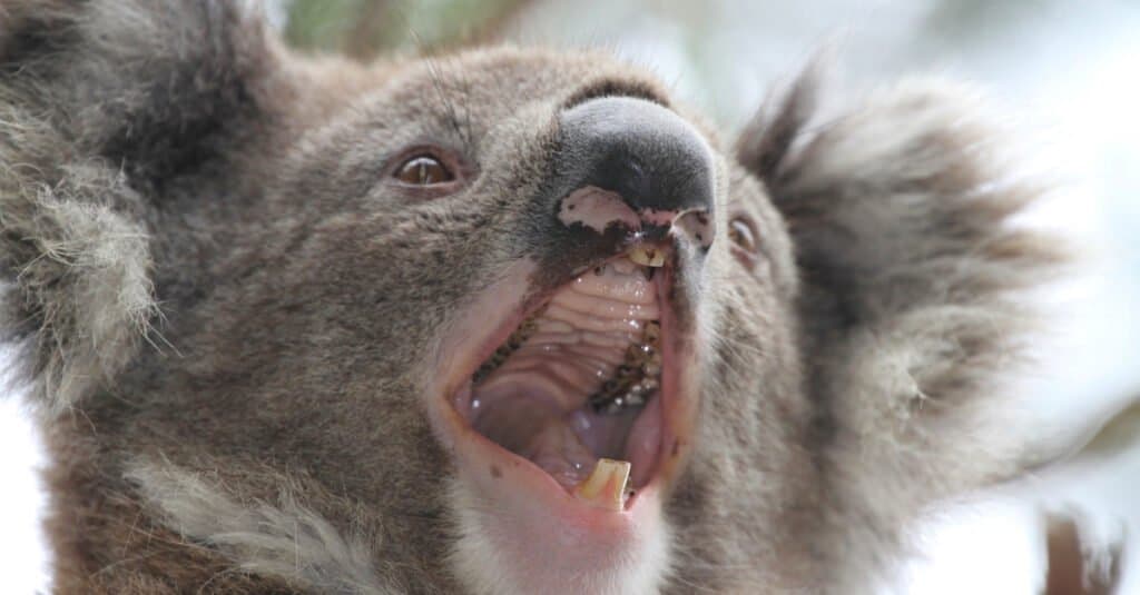 Denti di Koala - Koala con la bocca spalancata