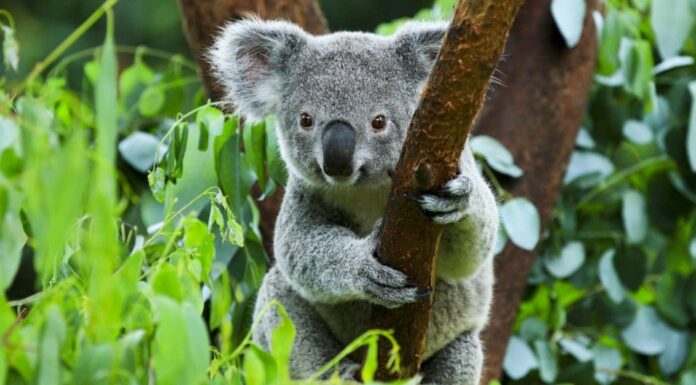 Cosa mangiano i koala?
