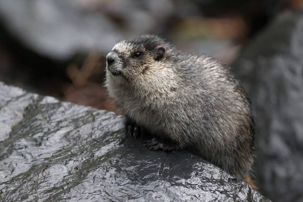 Marmotta canuta vicino al ghiacciaio di Valdez