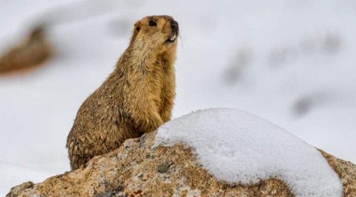 Cosa mangiano le marmotte?
