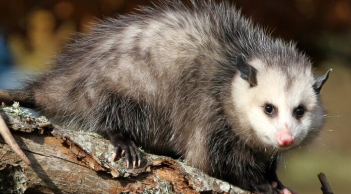 Procione vs opossum: quali sono le differenze?
