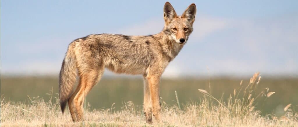 coyote in piedi nel campo