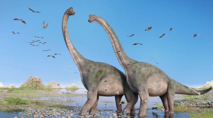 How Long Were Dinosaurs on Earth