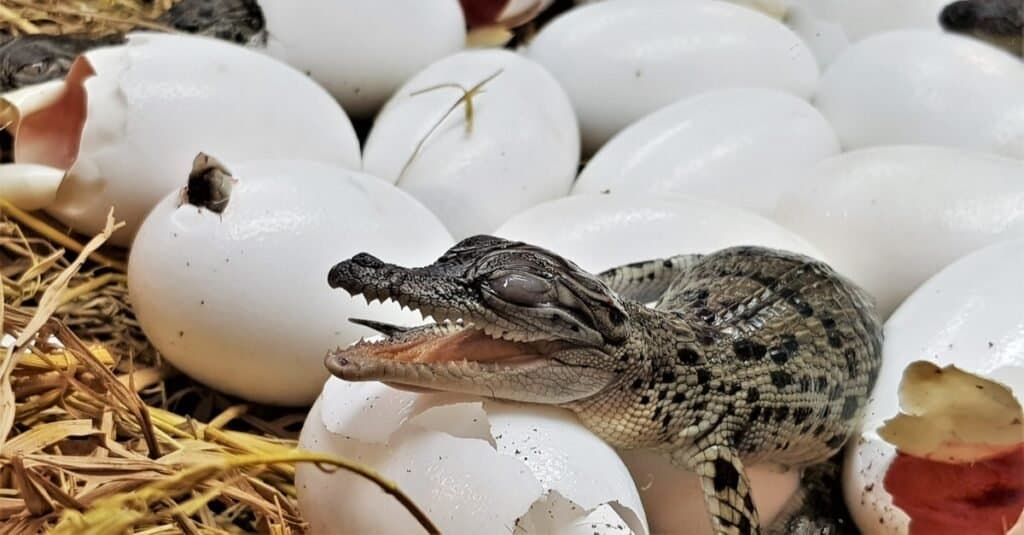 Animali che depongono le uova: coccodrilli