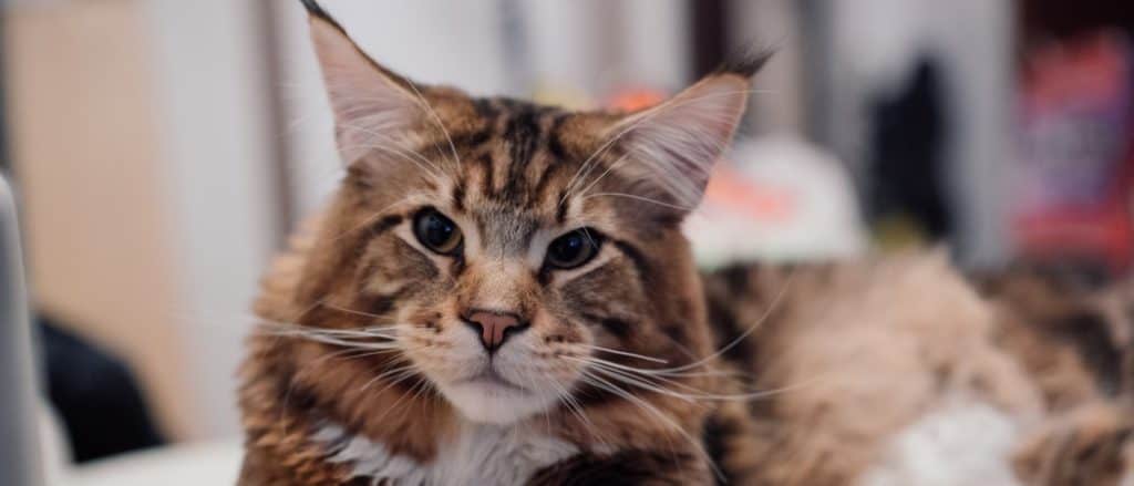 Primo piano del Maine Coon