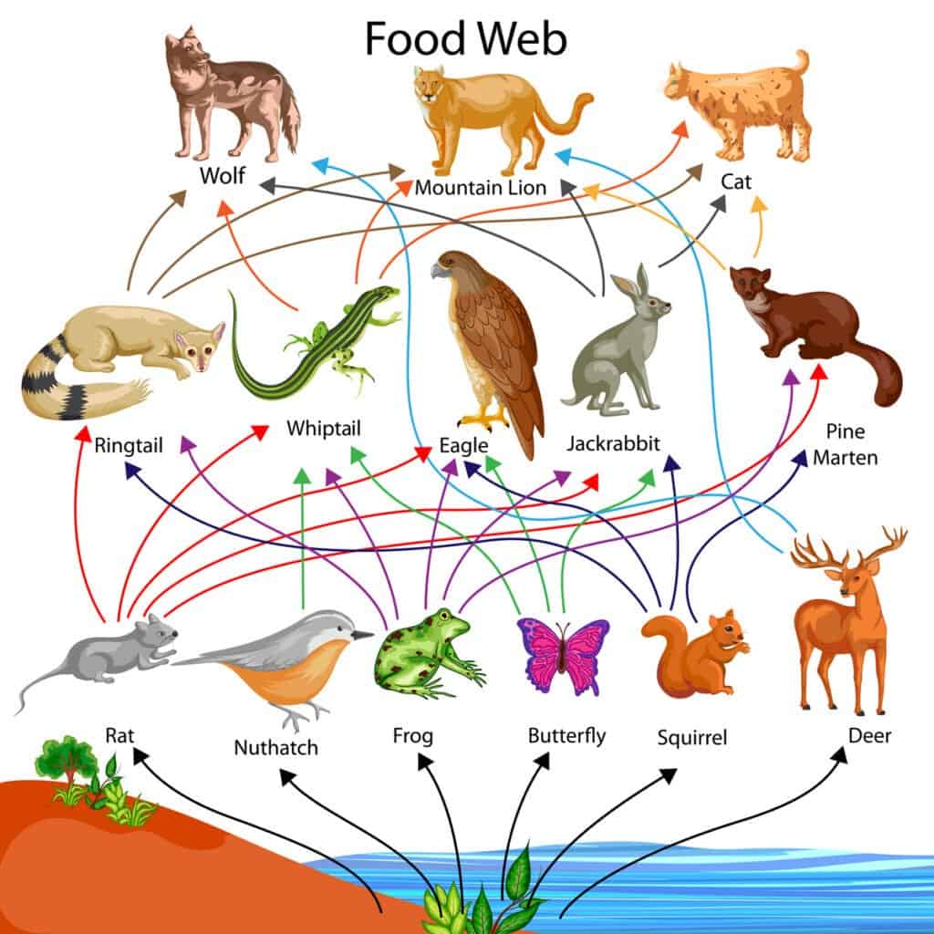 Catena alimentare vs rete alimentare - Rete alimentare