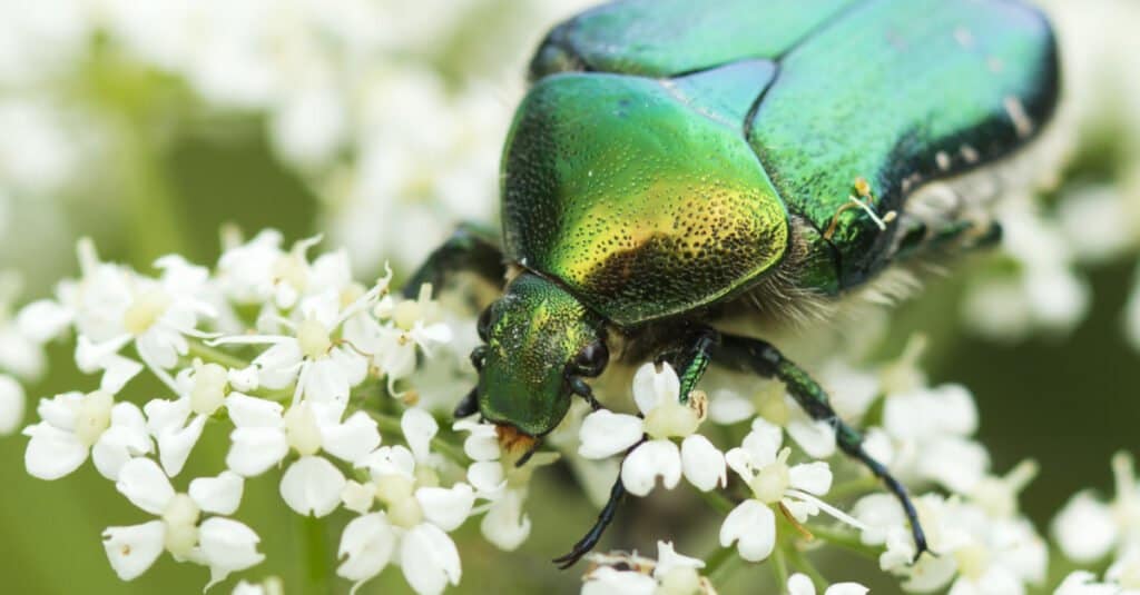Cosa mangiano gli insetti di giugno - Insetto di giugno sul fiore