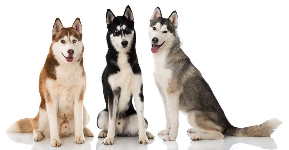 Tre cani husky siberiani su sfondo bianco