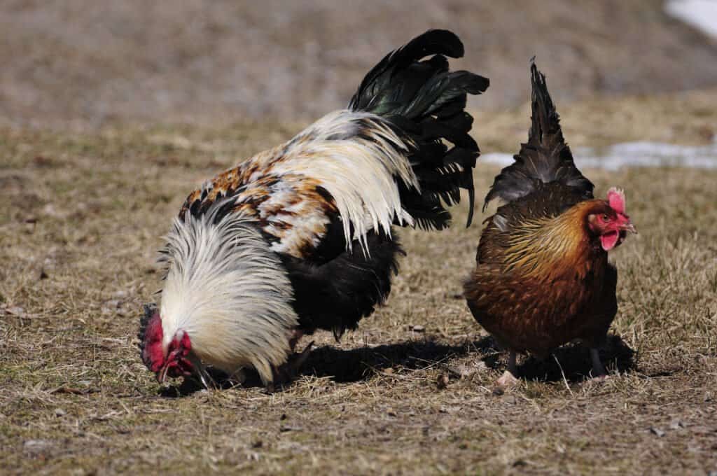 gallo contro gallina