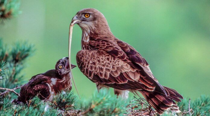 Eagle vs Snake: chi vincerebbe in un combattimento?
