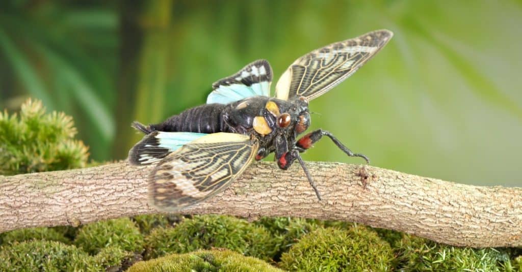 La cicala dalle ali di farfalla blu (Distantalna splendida) è una specie di cicala del sud-est asiatico (Thailandia, Myanmar e India)