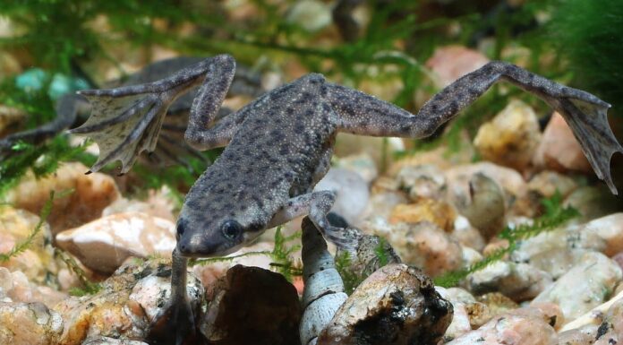Semi-Aquatic Frogs - African Clawed Frog