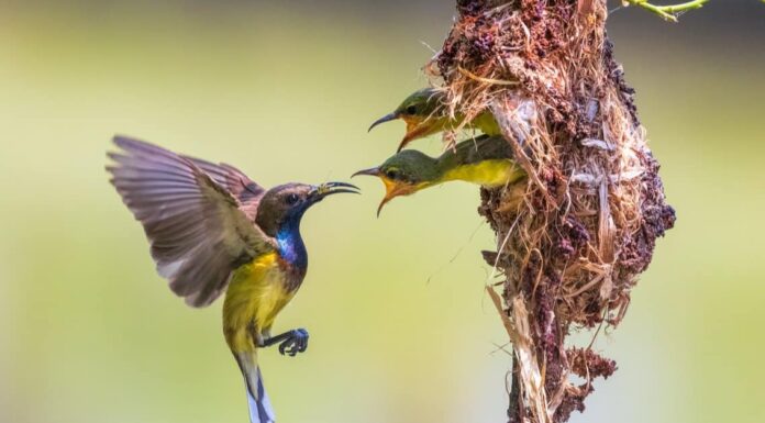 A The Best Nest Boxes Birds Will Actually Use for 2022