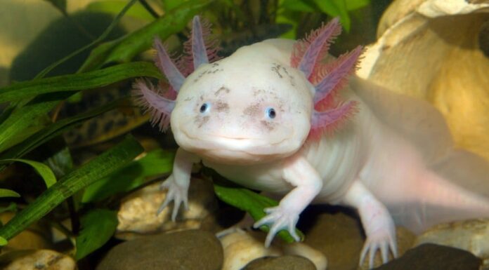 Come si chiama un cucciolo di Axolotl + altri 4 fatti e immagini sorprendenti!
