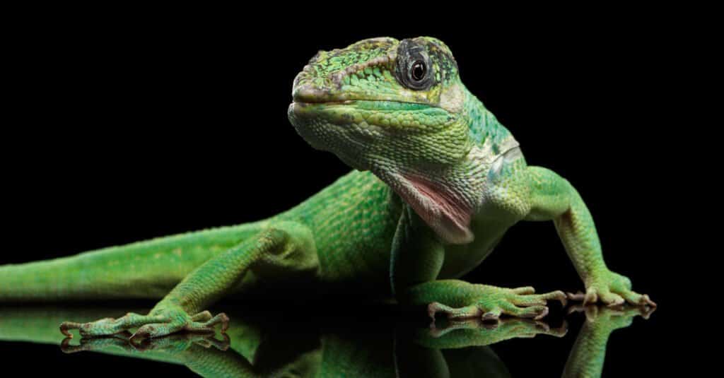 Lucertole invasive - Cavaliere Anole