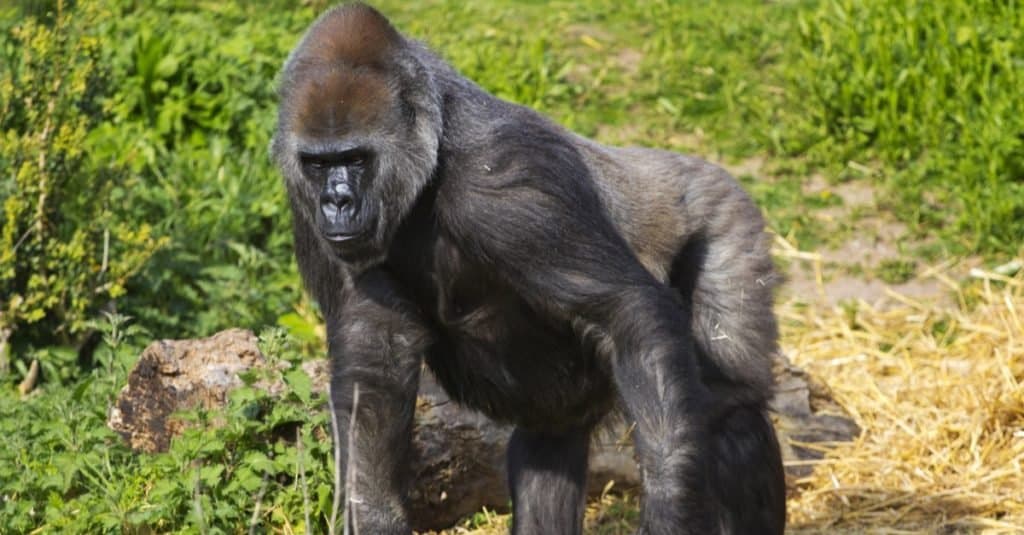 Una femmina di gorilla di pianura occidentale.