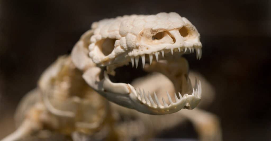 Denti del mostro di Gila - Scheletro del mostro di Gila